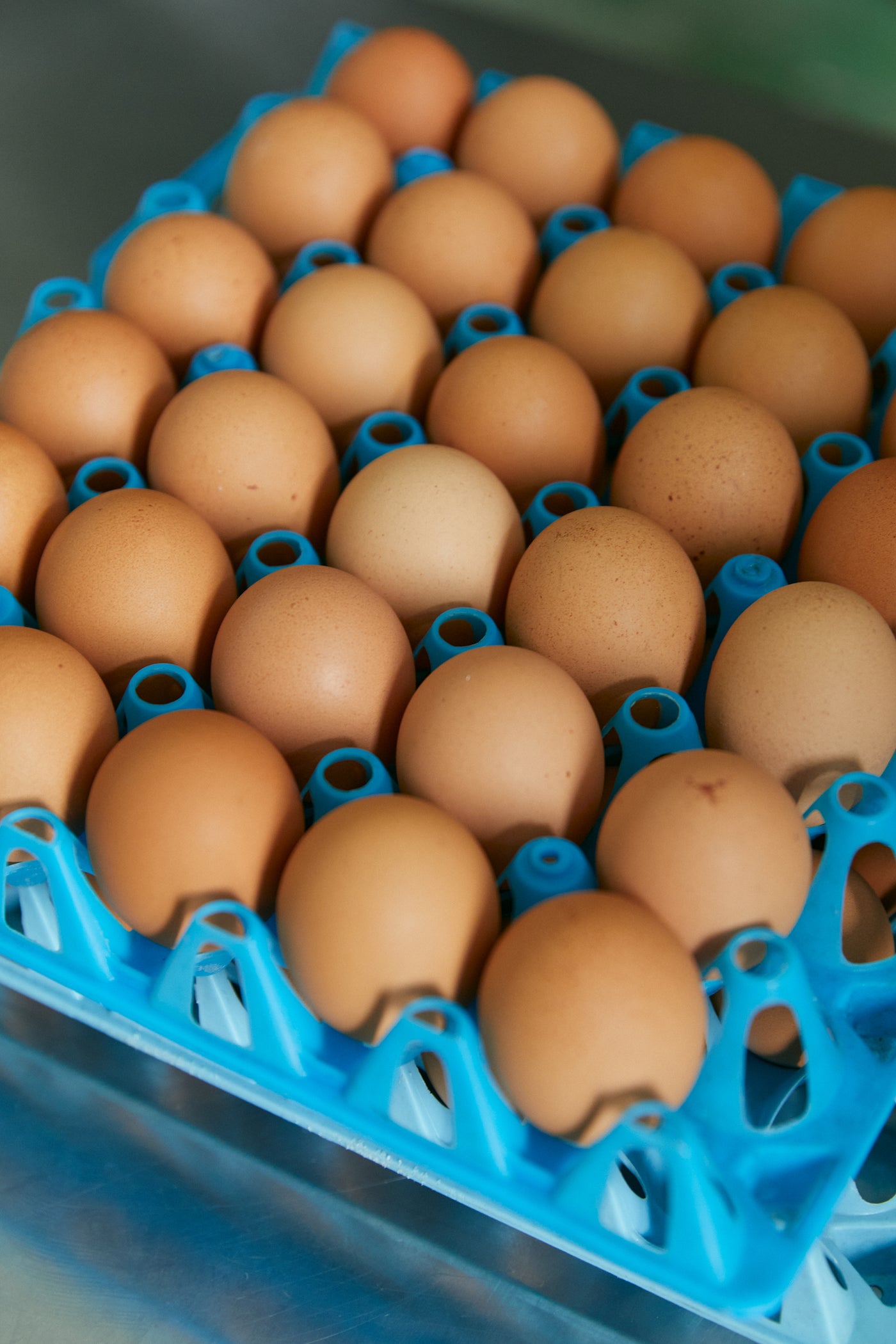 新鮮な朝採れ卵